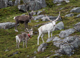 White reindeer with calf on rocky hillside in Gjesvaer near Nordkapp, Norway © Portnovs