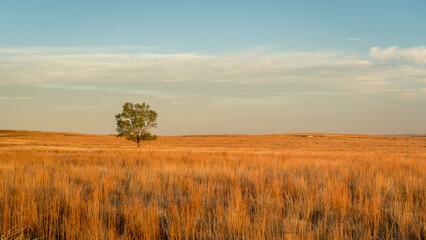 Fototapeta premium lonely tree at Kansas prairie near Castle Rock in sunrise light
