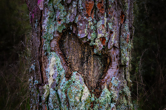 Un s&iacute;mbolo espont&aacute;neo de amor y resiliencia: la marca de un coraz&oacute;n descubierta en el tronco de un &aacute;rbol antiguo, rodeada de l&iacute;quenes, evocando la profunda conexi&oacute;n emocional entre el ser humano y el 