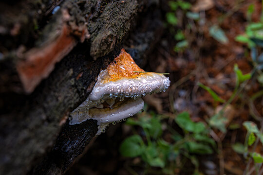 Un instante de perfecci&oacute;n ef&iacute;mera: hongo del bosque adornado con gotas de agua brillantes tras la lluvia, simbolizando la vida que florece en la sombra y la pureza de los peque&ntilde;os detalles