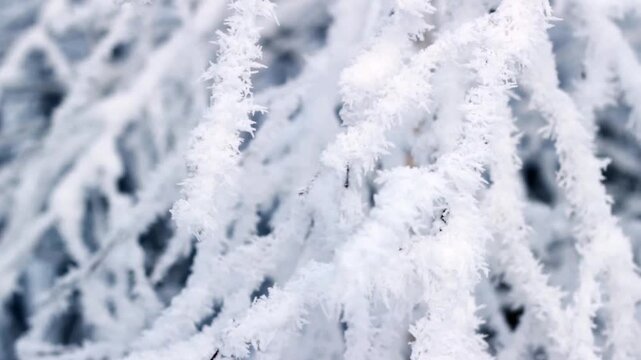 Snow-covered tree branches, close-up. Video	
