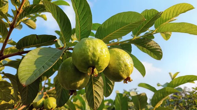 Guava fruits, ripe green guavas on tree branch, tropical setting, sunny day, symbolizing freshness and nature