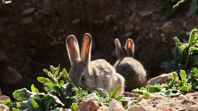 young little rabbits eating herbs near their hole, close 883 
