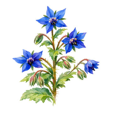 A watercolor blue borage flower branch, featuring star shaped blue blossoms with green leaves and buds on a textured stem, isolated on a transparent background.