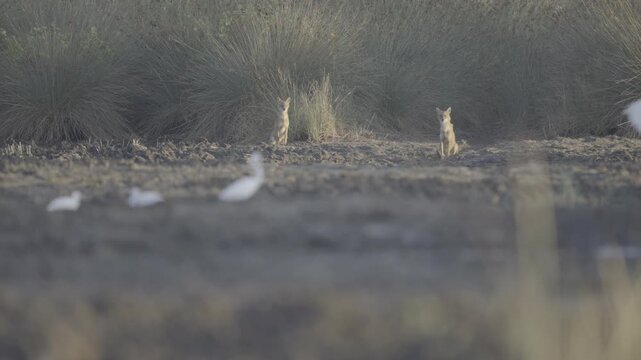 A family of jackals is roaming its territory in the wetland. Little egrets are flying.