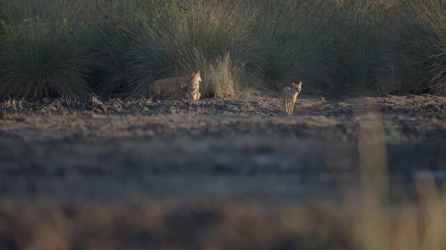 A family of jackals is roaming its territory in the wetland. Little egrets are flying.