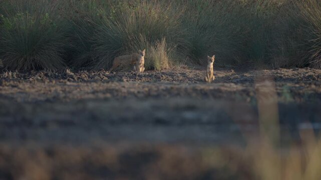 A family of jackals is roaming its territory in the wetland. Little egrets are flying.