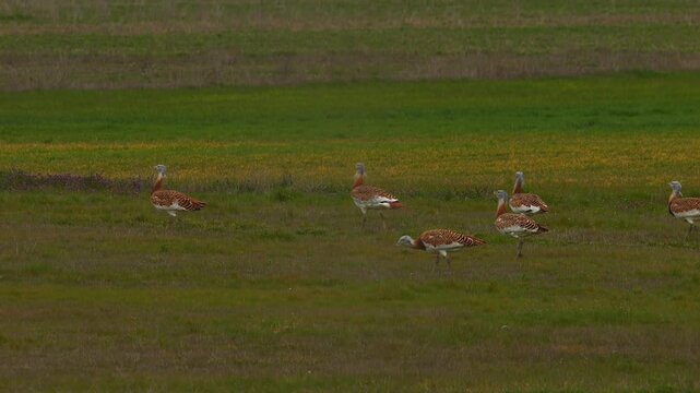 great bustards walking on grassland, searching for food 216