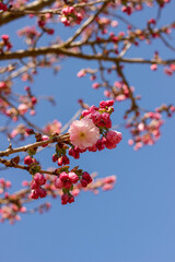 Fototapeta premium Pink cherry blossom flowers on tree branch against blue sky spring background