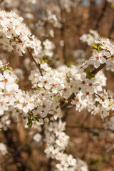 Fototapeta premium White spring blossom flowers on tree branch sunny day seasonal nature background