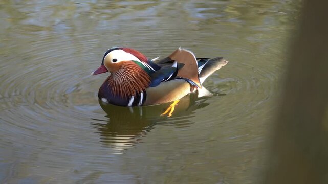 Mandarin duck (Aix galericulata), known for its vibrant and distinctive plumage