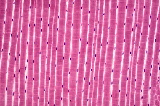 Skeletal Muscle Histology Longitudinal Section Close Up