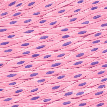 Smooth Muscle Histology Longitudinal Section