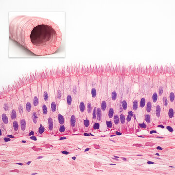 Trachea Histology With Pseudostratified Ciliated Epithelium