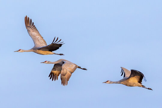Three Sandhill Cranes in Flight Over the Platt River at Nebraska&rsquo;s Rowe Sanctuary in Golden Light during Spring Migration