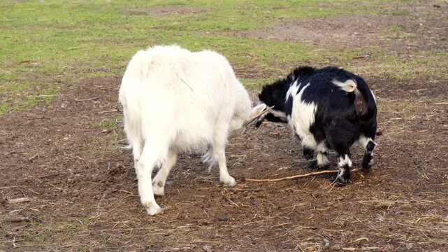 Two young goat kids butting heads and fighting on muddy farm field while adult goat approaches to separate them. Concept of farm animal behavior, livestock breeding and rural countryside life. 