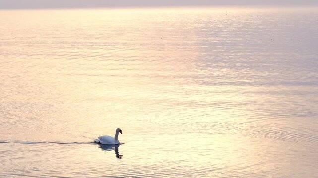 Two white swans chasing each other on golden sunset sea surface with warm light reflection on calm water at evening. Concept of wildlife courtship, animal bonding and romantic nature seascape. 