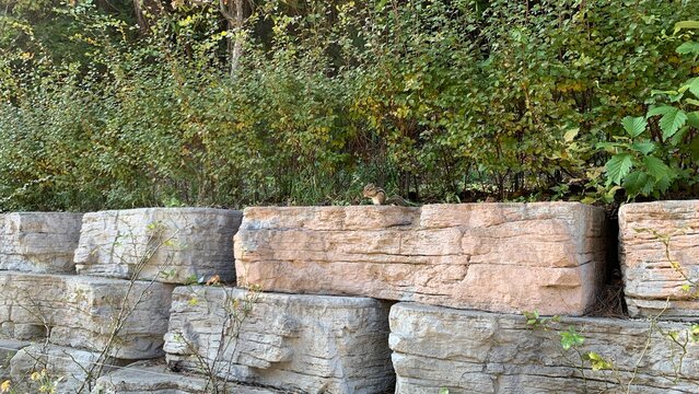 Little chipmunk foraging on a textured stone retaining wall in a lush garden 