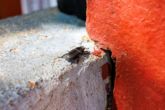 Darkling beetle crawling on rough concrete surface near red wall, macro close up of insect in natural environment
