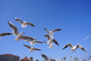 Obraz premium A Flock of Gulls Soaring in the Sunlight
