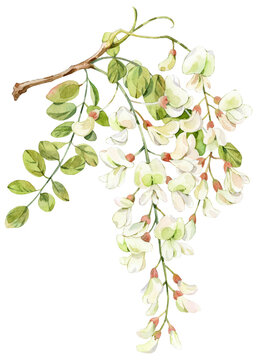 Watercolor Hand-painted Black Locust Blossom Branch