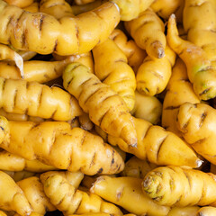 Naklejka premium Fresh, yellow cubios, an ancestral tuber from the Colombian and Peruvian Andes - Tropaeolum tuberosum