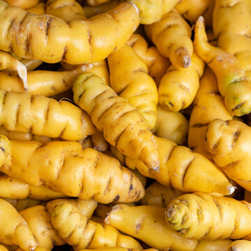 Fresh, yellow cubios, an ancestral tuber from the Colombian and Peruvian Andes - Tropaeolum tuberosum