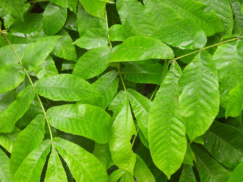 Bitternut hickory tree leaves, during the spring season, woodland foliage, Bombay Hook National Wildlife Refuge, Kent County, Delaware.