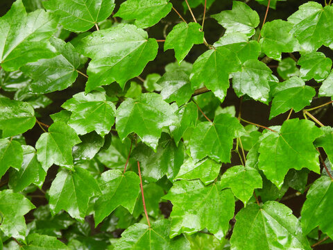 Red maple tree leaves, during the spring season, woodland foliage, Bombay Hook National Wildlife Refuge, Kent County, Delaware. 