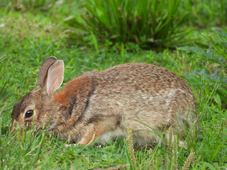 Eastern cottontail rabbit, feeding on the green grasses, within the wetlands of the Bombay Hook National Wildlife Refuge, Kent County, Delaware.     © Scenic Corner