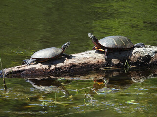 Fototapeta premium Eastern painted turtles, basking in the warmth of the sun. Spring season, Bombay Hook National Wildlife Refuge, Kent County, Delaware. 