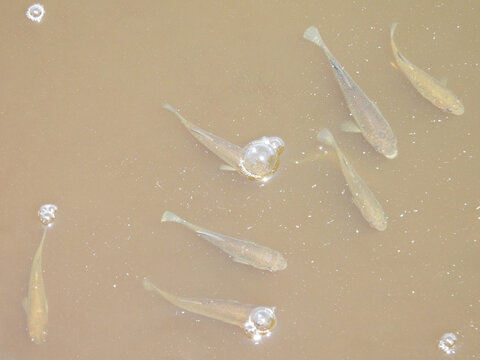 Mummichogs, small killifish, swimming within the shallow wetland water. Bombay Hook National Wildlife Refuge, Kent County, Delaware. 