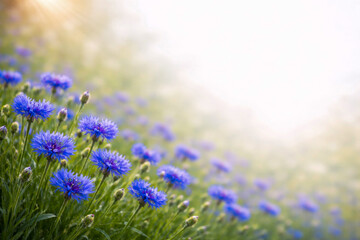 Obraz premium Blue cornflower meadow wildflower scene in spring summer sunlight with bokeh copyspace background