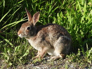 Eastern cottontail rabbit, enjoying a beautiful spring day, within the wetlands of the Bombay Hook National Wildlife Refuge, Kent County, Delaware.  © Scenic Corner