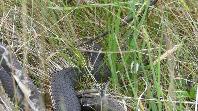 Australian Highland Copperhead black snake hunting prey flicking tongue in grass