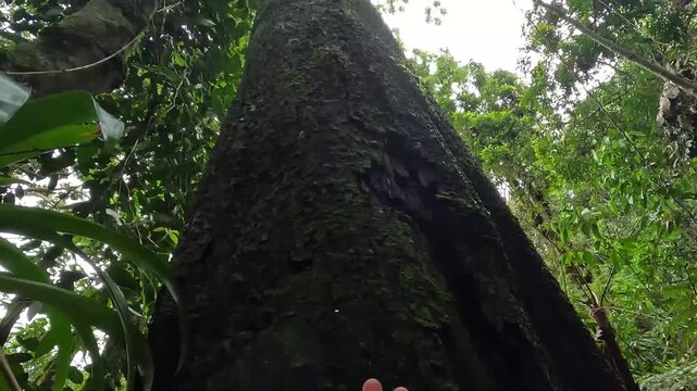 &Aacute;rvore grande na cidade de Araponga, regi&atilde;o da Serra do Papagaio, Estado de Minas Gerais, Brasil