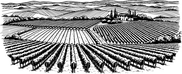 Fototapeta premium Hand draw vineyard tuscany landscape farm field in monochrome sketch style. Vintage panoramic vector illustration. 