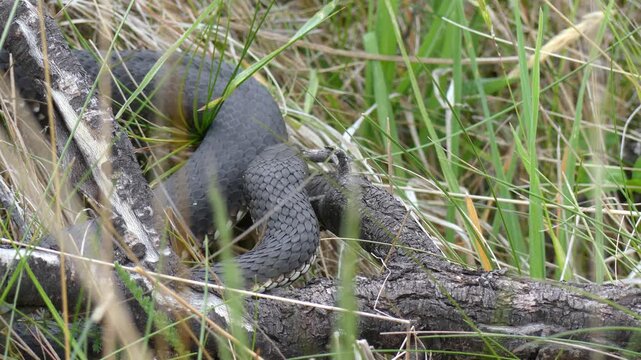 Australian Highland Copperhead black snake hunting prey flick tongue grass log