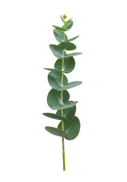 ultra realistic uhd macro photo of a single, fresh eucalyptus sprig with round, blue-green glaucous leaves against a transparent studio background, concept for botanical and commercial product display