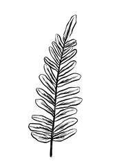 Fototapeta premium Graceful Fern Line Art For Modern Decor. Sleek Botanical Sketch Emphasizing Simplicity And Calmness