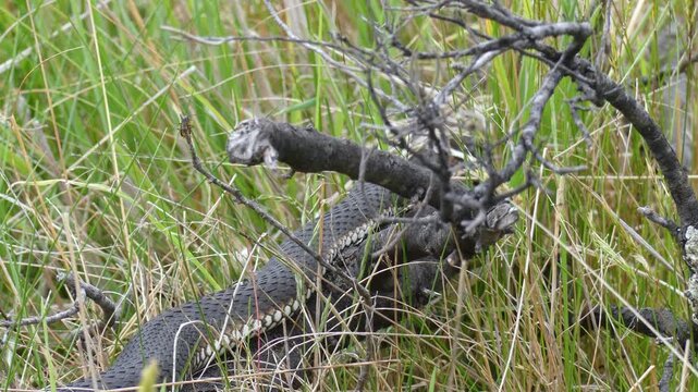 Australian Highland Copperhead black snake hunting prey flick tongue grass log