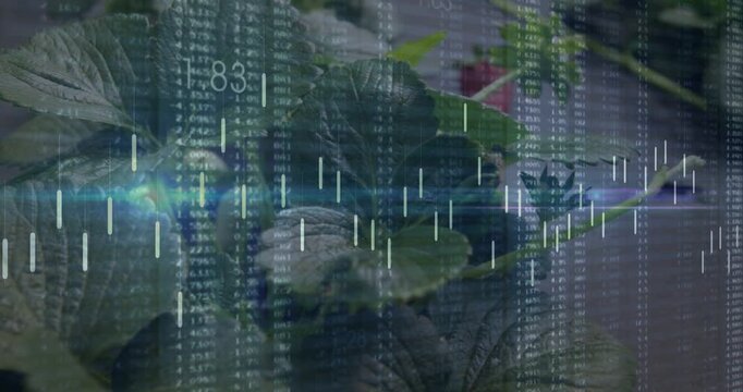 Blue light sweeping starting numbers and candles over strawberry showing fruit for crop monitoring