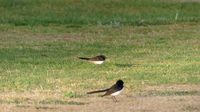 Australian Willy Wagtail fledging walking on ground calling for parent to feed