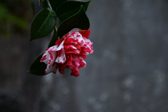 Camellia japonica flowers.  Its vibrant flowers make it a popular plant for adding color to winter landscapes in Japanese gardens.
