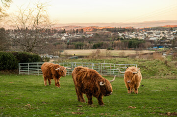 Highland cows grazing in a green field with rural landscape in the background during sunset