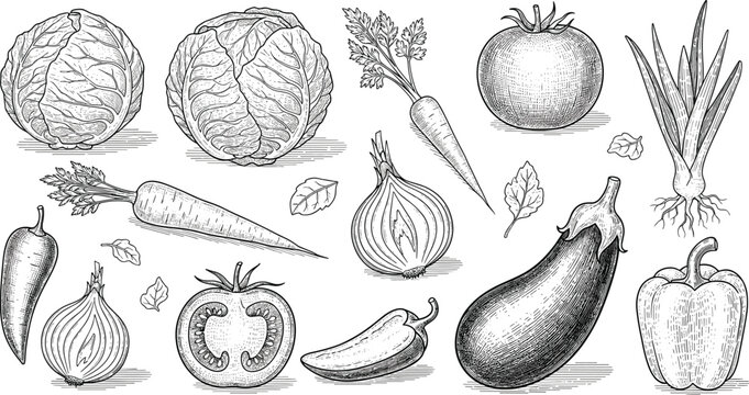 Vintage Engraved Vegetable Illustrations Set with Cabbage, Carrot, Onion, Tomato, Pepper, and Eggplant in Detailed Hand Drawn Botanical Style