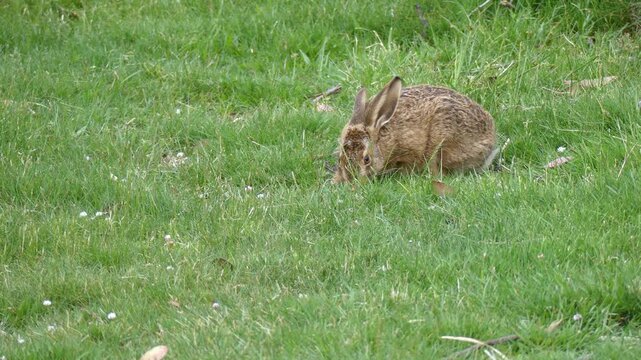 Feral Hare brown rabbit eating grass in Australian alpine field environment 