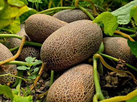 Close-up of Sikkim Cucumber (Cucumis sativus var. sikkimensis) growing on a vine