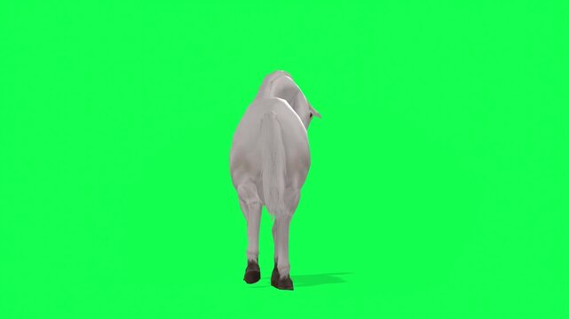4k white Horse back walk cycle loop back view animation Green Screen Animal, 3D Realistic Arabian horse reverse walk rendering on the chroma key, cartoon element to your video content