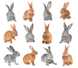 Fototapeta premium Cute fluffy rabbits isolated on white, collage